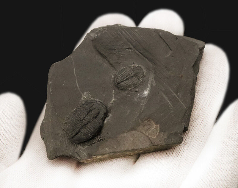カンブリア爆発の海を巡る旅。約5億500万年前の三葉虫、エルラシア・キンギ（Elrathia kingii）が2体並んだマルチプルプレート（その2）
