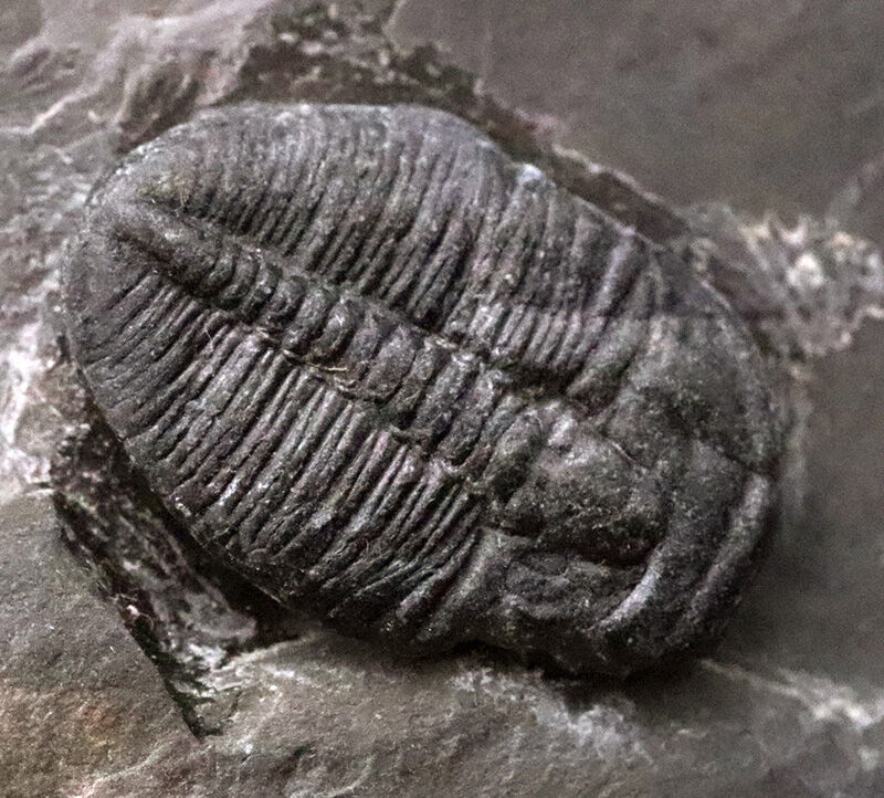 カンブリア爆発の海を巡る旅。約5億500万年前の三葉虫、エルラシア・キンギ（Elrathia kingii）が2体並んだマルチプルプレート（その3）