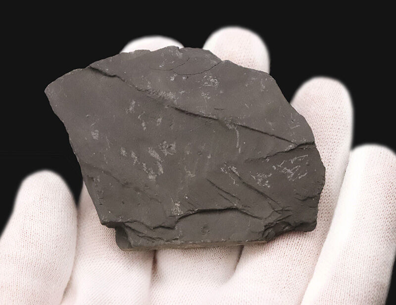 カンブリア爆発の海を巡る旅。約5億500万年前の三葉虫、エルラシア・キンギ（Elrathia kingii）が2体並んだマルチプルプレート（その5）