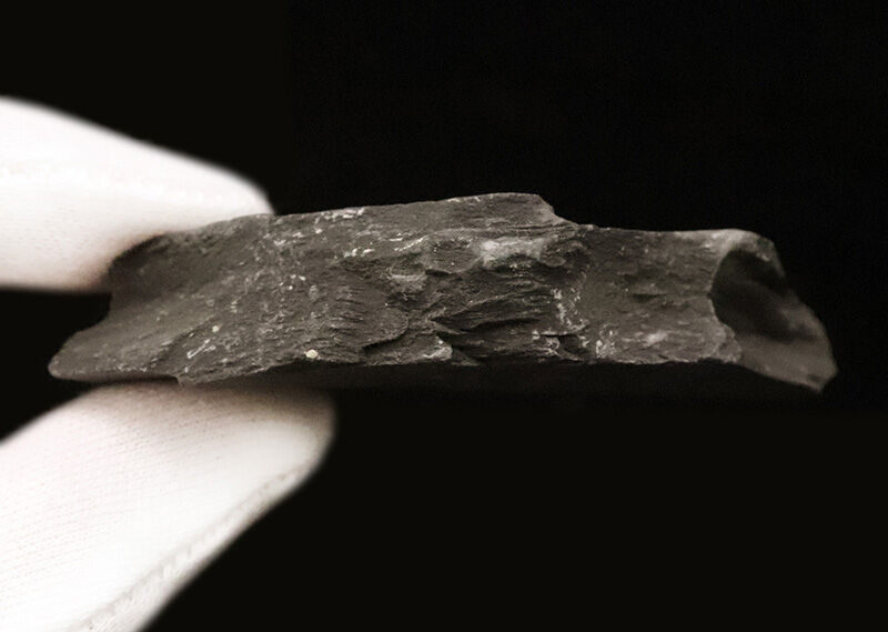カンブリア爆発の海を巡る旅。約5億500万年前の三葉虫、エルラシア・キンギ（Elrathia kingii）が2体並んだマルチプルプレート（その6）