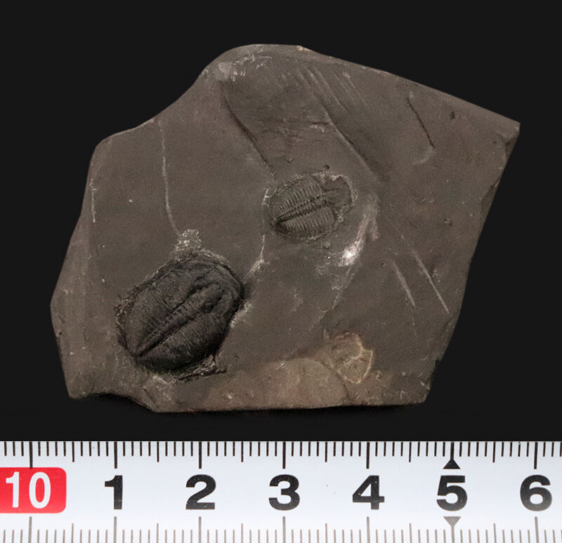 カンブリア爆発の海を巡る旅。約5億500万年前の三葉虫、エルラシア・キンギ（Elrathia kingii）が2体並んだマルチプルプレート（その7）