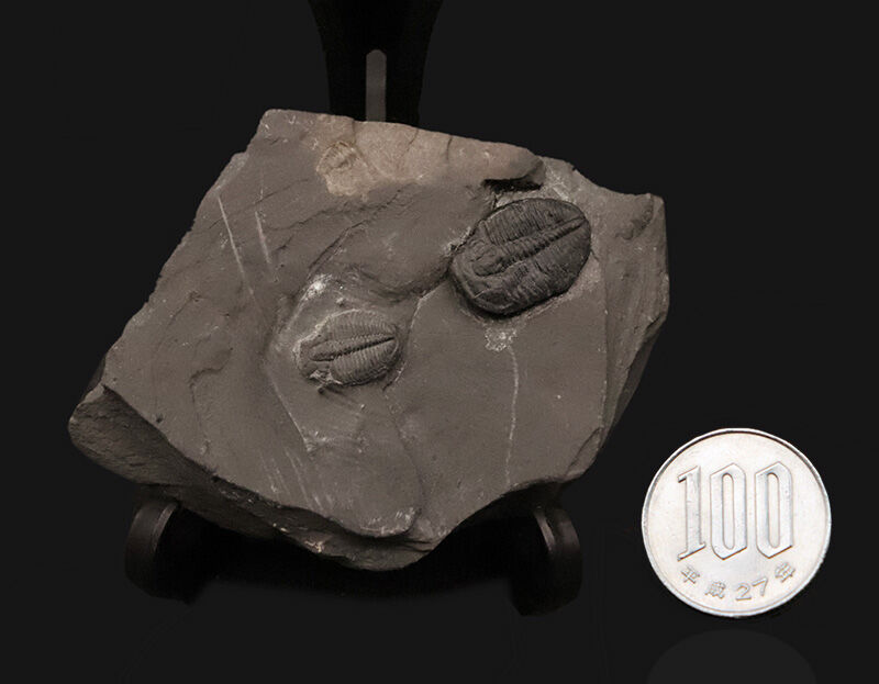 カンブリア爆発の海を巡る旅。約5億500万年前の三葉虫、エルラシア・キンギ（Elrathia kingii）が2体並んだマルチプルプレート（その8）