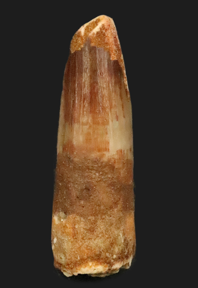 白亜紀の北アフリカを支配した頂点捕食者 … 水辺の王者スピノサウルス（Spinosaurus）の歯化石（その1）