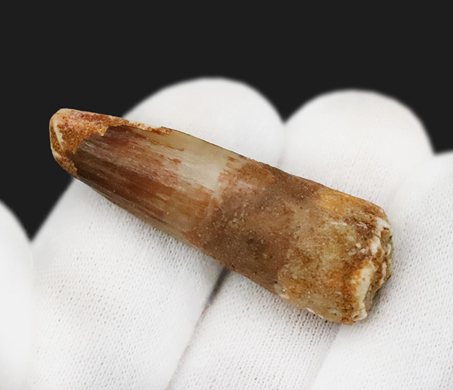 白亜紀の北アフリカを支配した頂点捕食者 … 水辺の王者スピノサウルス（Spinosaurus）の歯化石（その2）