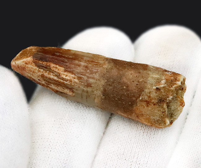 白亜紀の北アフリカを支配した頂点捕食者 … 水辺の王者スピノサウルス（Spinosaurus）の歯化石（その3）