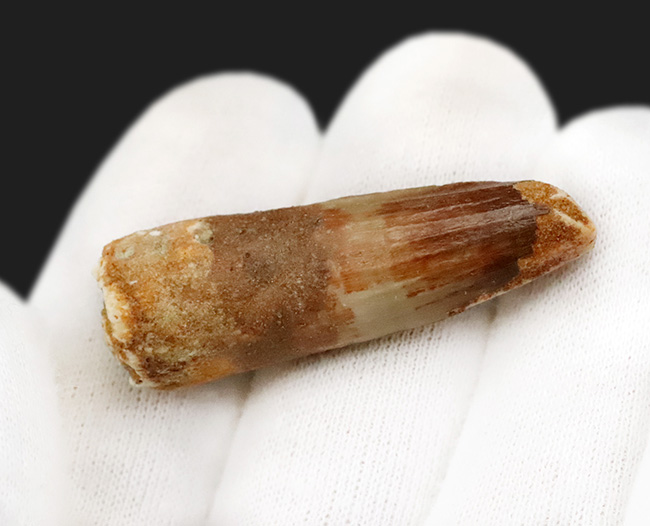 白亜紀の北アフリカを支配した頂点捕食者 … 水辺の王者スピノサウルス（Spinosaurus）の歯化石（その4）