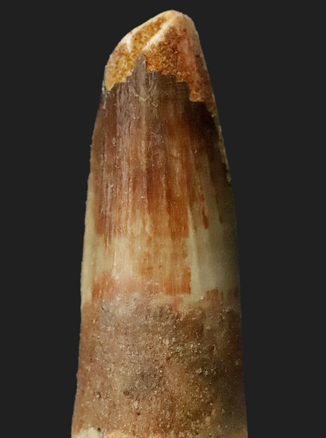 白亜紀の北アフリカを支配した頂点捕食者 … 水辺の王者スピノサウルス（Spinosaurus）の歯化石（その5）