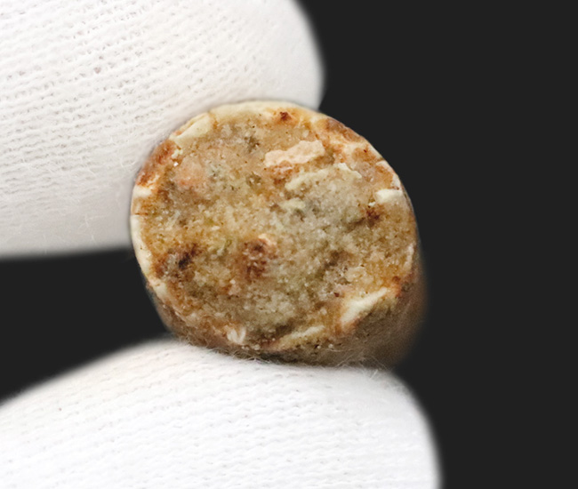 白亜紀の北アフリカを支配した頂点捕食者 … 水辺の王者スピノサウルス（Spinosaurus）の歯化石（その6）