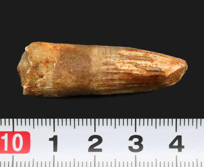 白亜紀の北アフリカを支配した頂点捕食者 … 水辺の王者スピノサウルス（Spinosaurus）の歯化石（その7）