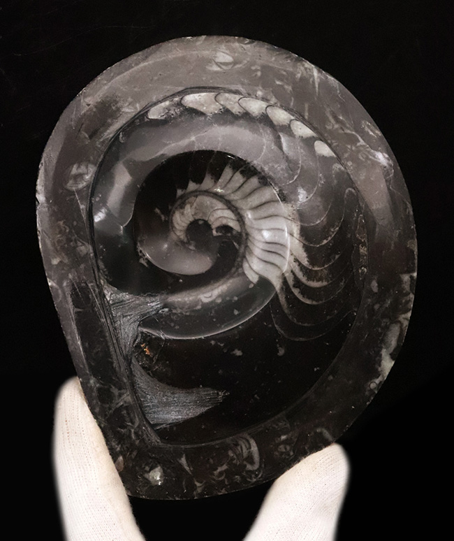 インテリアとしてもおすすめ！丁寧に研磨された上質のゴニアタイト（Goniatite）の化石（その1）