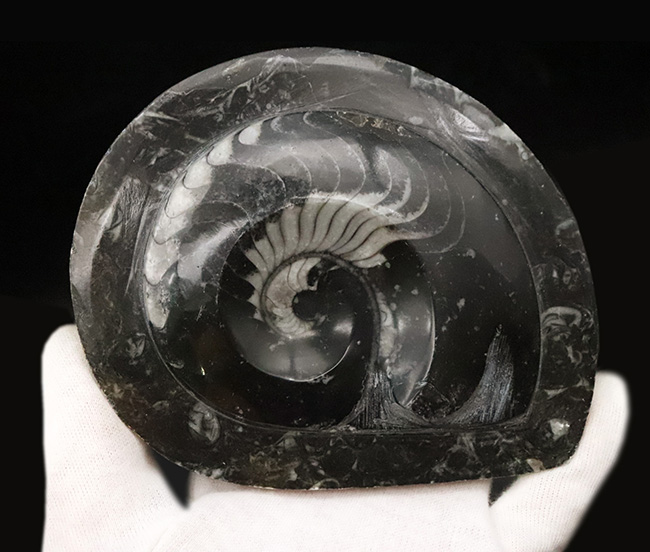 インテリアとしてもおすすめ！丁寧に研磨された上質のゴニアタイト（Goniatite）の化石（その2）