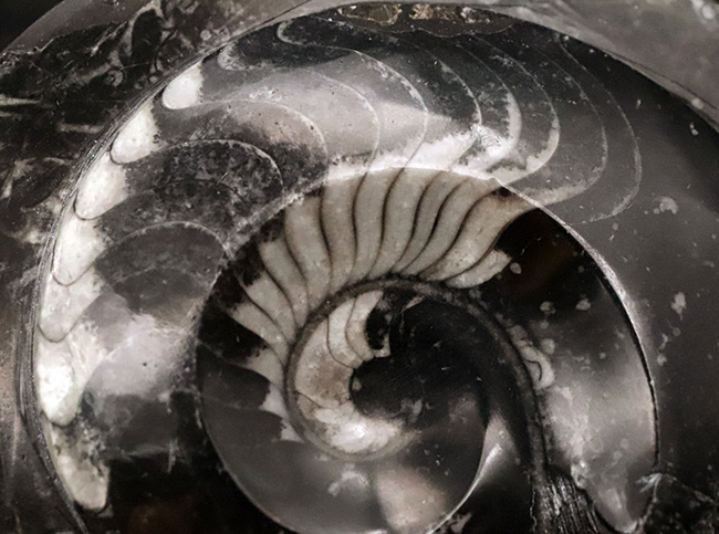 インテリアとしてもおすすめ！丁寧に研磨された上質のゴニアタイト（Goniatite）の化石（その3）