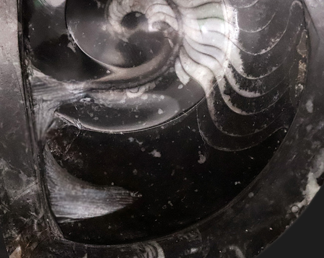 インテリアとしてもおすすめ！丁寧に研磨された上質のゴニアタイト（Goniatite）の化石（その4）