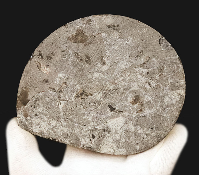 インテリアとしてもおすすめ！丁寧に研磨された上質のゴニアタイト（Goniatite）の化石（その5）