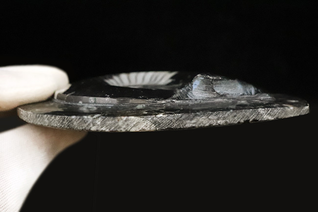 インテリアとしてもおすすめ！丁寧に研磨された上質のゴニアタイト（Goniatite）の化石（その6）