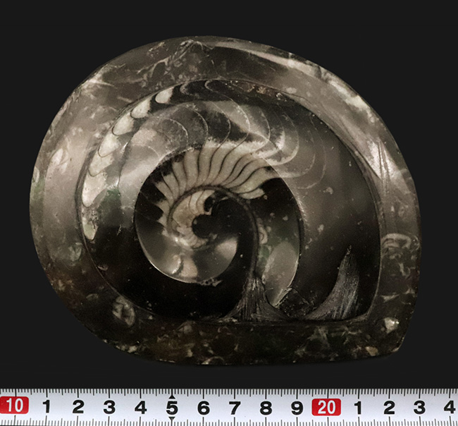 インテリアとしてもおすすめ！丁寧に研磨された上質のゴニアタイト（Goniatite）の化石（その7）