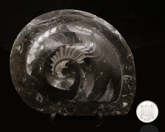 インテリアとしてもおすすめ！丁寧に研磨された上質のゴニアタイト（Goniatite）の化石（その8）