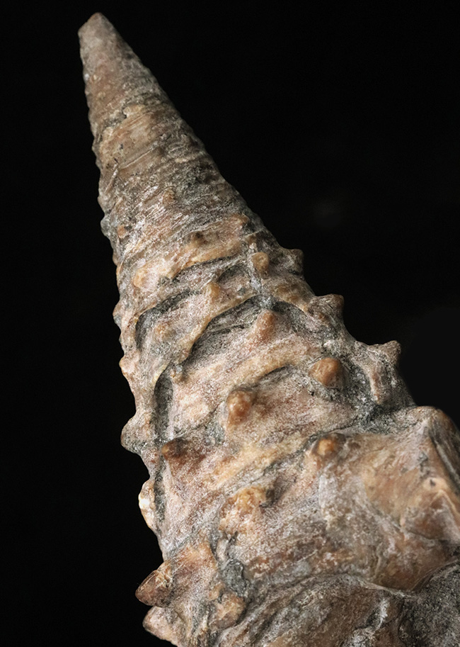 かつて日本が亜熱帯性気候だった頃の絶滅貝、ヤマトビカリア（Vicarya callosa japonica Yabe et Hatai）の上質かつ極めて大型の個体（その1）