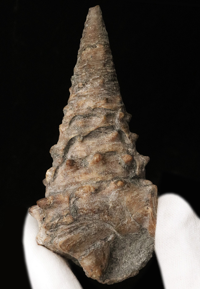 かつて日本が亜熱帯性気候だった頃の絶滅貝、ヤマトビカリア（Vicarya callosa japonica Yabe et Hatai）の上質かつ極めて大型の個体（その2）
