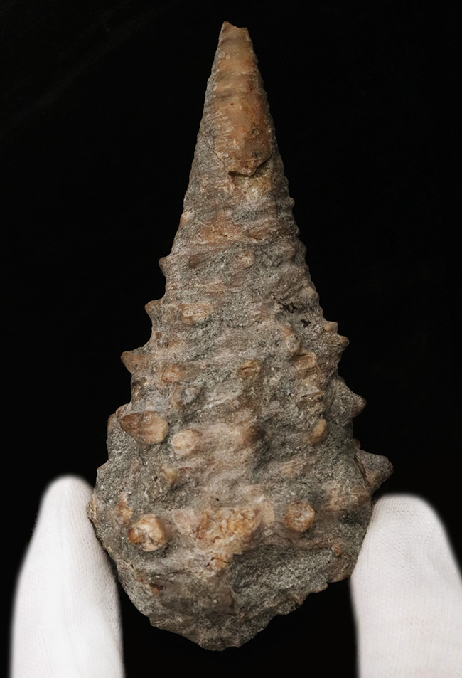 かつて日本が亜熱帯性気候だった頃の絶滅貝、ヤマトビカリア（Vicarya callosa japonica Yabe et Hatai）の上質かつ極めて大型の個体（その3）