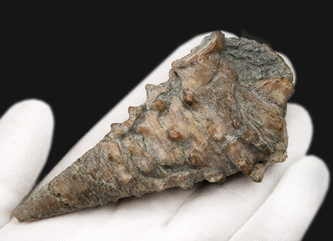 かつて日本が亜熱帯性気候だった頃の絶滅貝、ヤマトビカリア（Vicarya callosa japonica Yabe et Hatai）の上質かつ極めて大型の個体（その4）