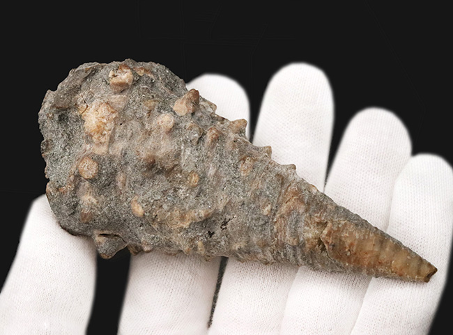 かつて日本が亜熱帯性気候だった頃の絶滅貝、ヤマトビカリア（Vicarya callosa japonica Yabe et Hatai）の上質かつ極めて大型の個体（その5）
