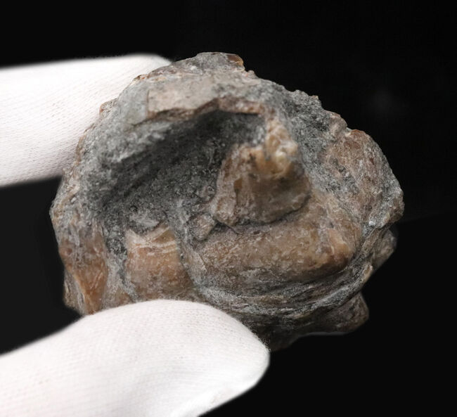 かつて日本が亜熱帯性気候だった頃の絶滅貝、ヤマトビカリア（Vicarya callosa japonica Yabe et Hatai）の上質かつ極めて大型の個体（その6）