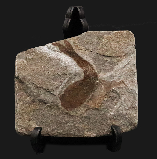 化石セブン初登場！超希少、英国産４億年以上前シルル紀魚類の仲間化石、テロドゥス（Thelodus）（その1）