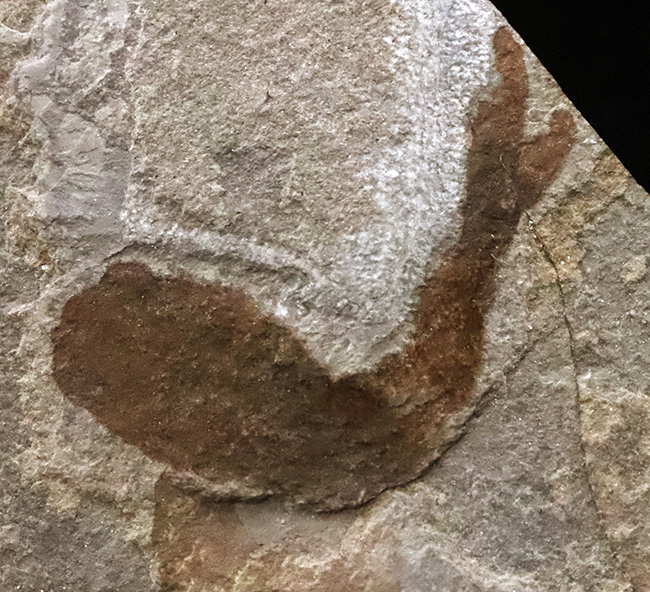 化石セブン初登場！超希少、英国産４億年以上前シルル紀魚類の仲間化石、テロドゥス（Thelodus）（その2）