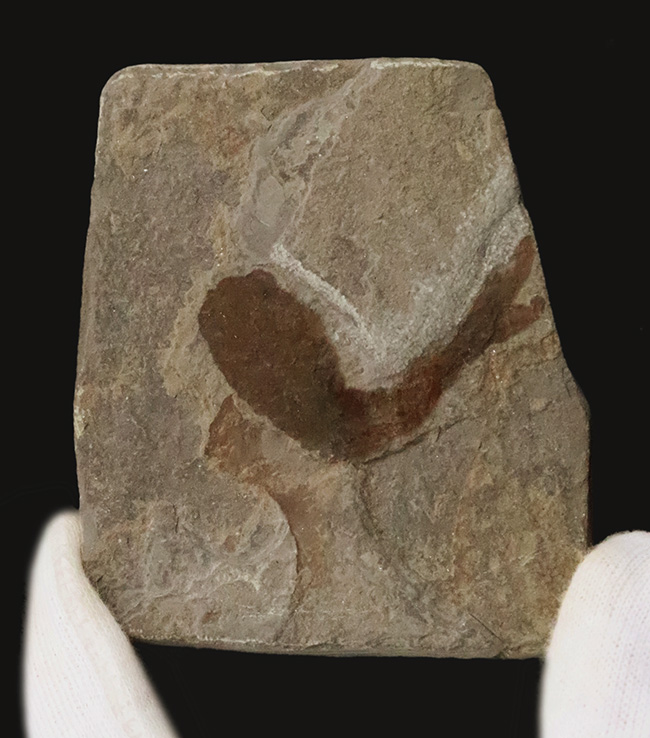 化石セブン初登場！超希少、英国産４億年以上前シルル紀魚類の仲間化石、テロドゥス（Thelodus）（その3）