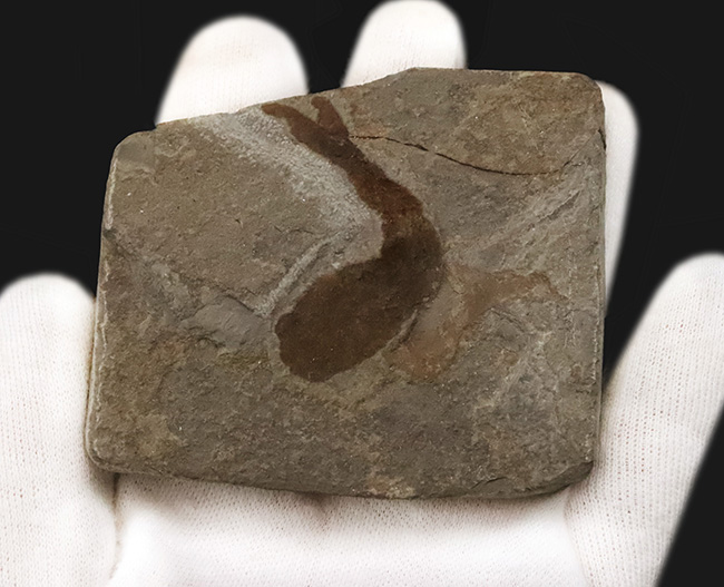 化石セブン初登場！超希少、英国産４億年以上前シルル紀魚類の仲間化石、テロドゥス（Thelodus）（その4）