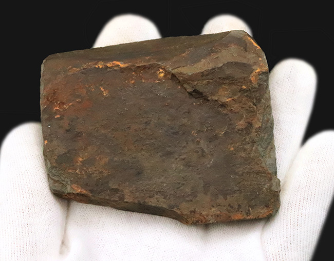 化石セブン初登場！超希少、英国産４億年以上前シルル紀魚類の仲間化石、テロドゥス（Thelodus）（その5）