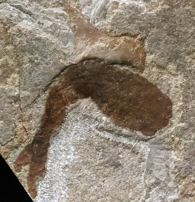 化石セブン初登場！超希少、英国産４億年以上前シルル紀魚類の仲間化石、テロドゥス（Thelodus）（その6）