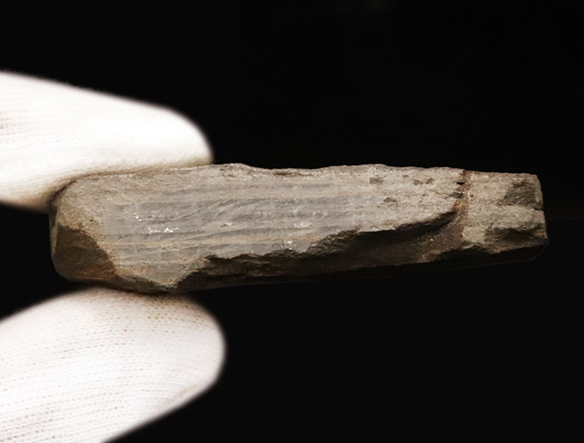 化石セブン初登場！超希少、英国産４億年以上前シルル紀魚類の仲間化石、テロドゥス（Thelodus）（その7）