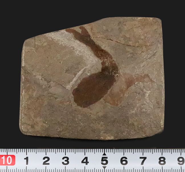 化石セブン初登場！超希少、英国産４億年以上前シルル紀魚類の仲間化石、テロドゥス（Thelodus）（その8）