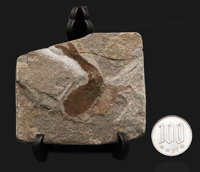 化石セブン初登場！超希少、英国産４億年以上前シルル紀魚類の仲間化石、テロドゥス（Thelodus）（その9）