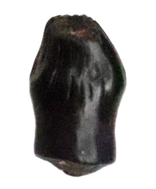 小さいながら、その希少価値は際立つ！白亜紀末期のレア恐竜・テスケロサウルス（Thescelosaurus）、保存状態良好の歯化石（その1）