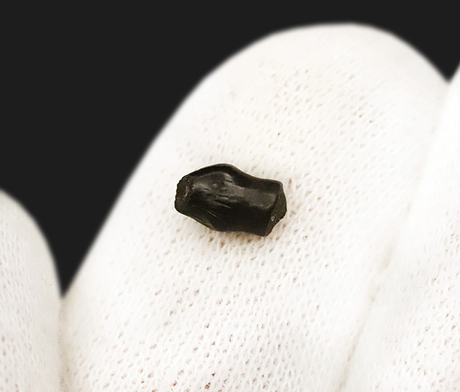 小さいながら、その希少価値は際立つ！白亜紀末期のレア恐竜・テスケロサウルス（Thescelosaurus）、保存状態良好の歯化石（その2）