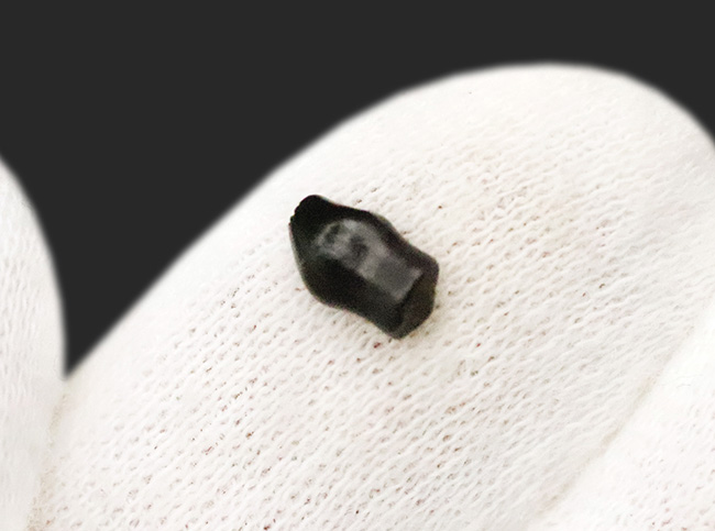 小さいながら、その希少価値は際立つ！白亜紀末期のレア恐竜・テスケロサウルス（Thescelosaurus）、保存状態良好の歯化石（その3）