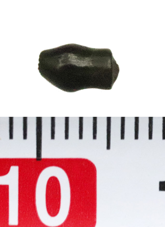 小さいながら、その希少価値は際立つ！白亜紀末期のレア恐竜・テスケロサウルス（Thescelosaurus）、保存状態良好の歯化石（その4）