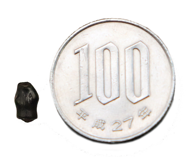 小さいながら、その希少価値は際立つ！白亜紀末期のレア恐竜・テスケロサウルス（Thescelosaurus）、保存状態良好の歯化石（その5）