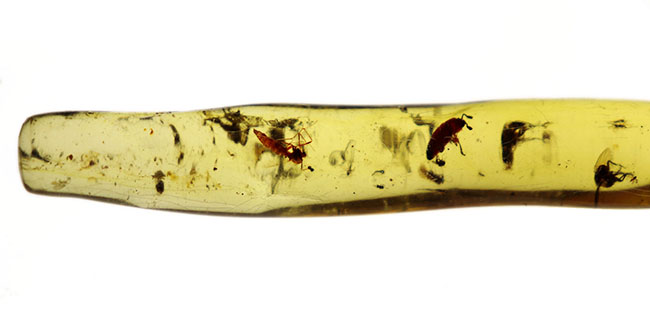大きな虫が内包された典型的なマダガスカル産の高品位のコーパル（Copal）。１４センチオーバーのロングサイズ（その4）