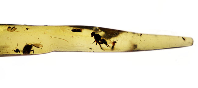 大きな虫が内包された典型的なマダガスカル産の高品位のコーパル（Copal）。１４センチオーバーのロングサイズ（その7）