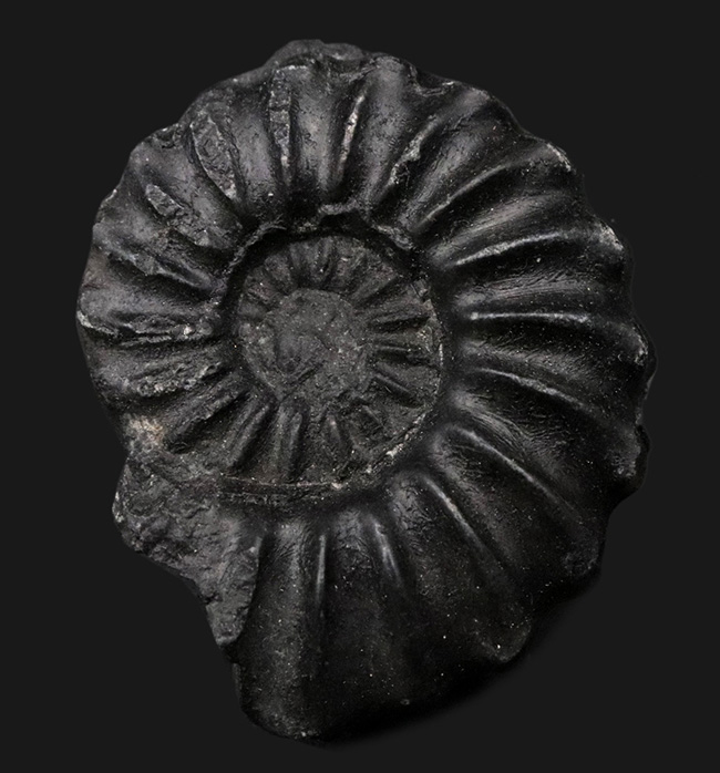 オールドコレクション！珍しいペルー産の黒色のアンモナイト、ユーブラノセラス（Eubranoceras）の化石（その1）