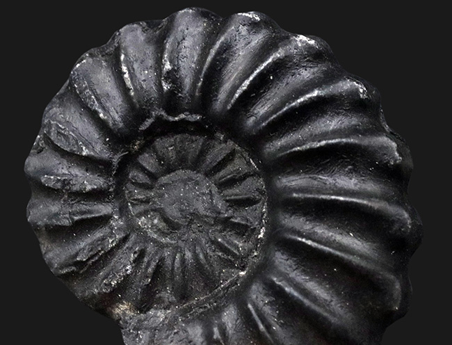 オールドコレクション！珍しいペルー産の黒色のアンモナイト、ユーブラノセラス（Eubranoceras）の化石（その3）