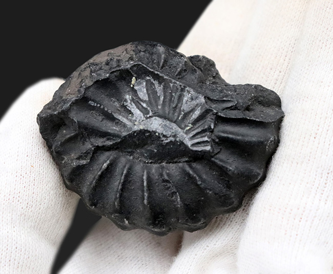 オールドコレクション！珍しいペルー産の黒色のアンモナイト、ユーブラノセラス（Eubranoceras）の化石（その4）