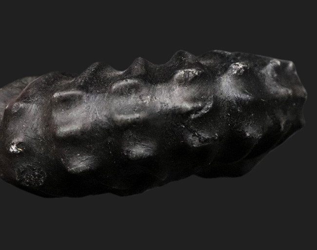 オールドコレクション！珍しいペルー産の黒色のアンモナイト、ユーブラノセラス（Eubranoceras）の化石（その5）