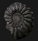 オールドコレクション！珍しいペルー産の黒色のアンモナイト、ユーブラノセラス（Eubranoceras）の化石