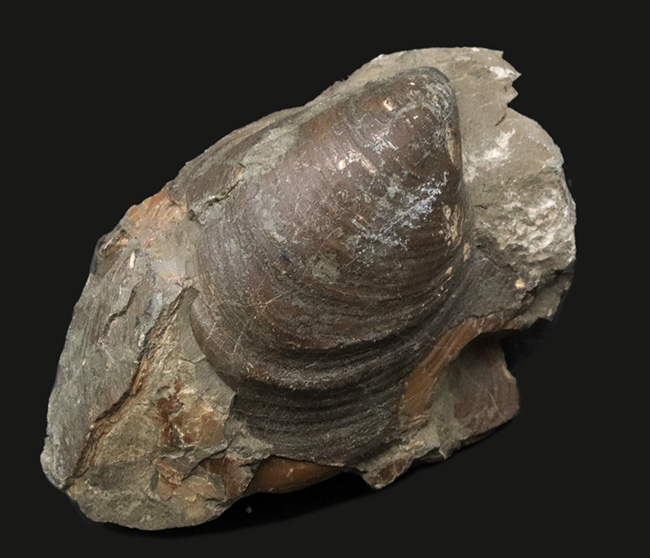 表面の特徴的なラインがバッチリ保存！おなじみの絶滅二枚貝、イノセラムス（Inoceramus）の化石（その1）