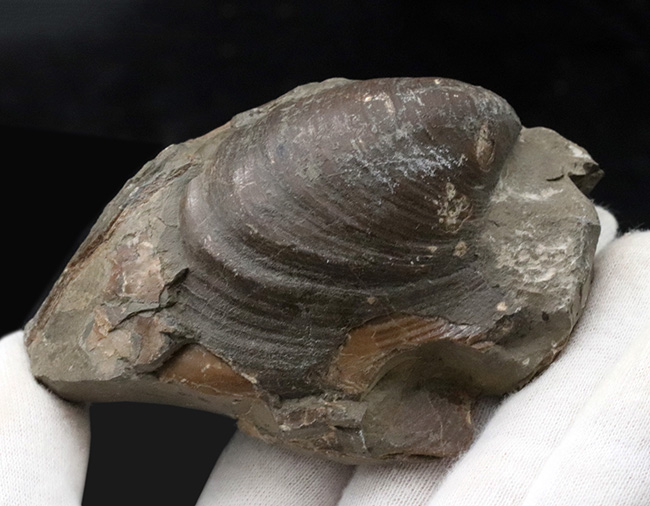 表面の特徴的なラインがバッチリ保存！おなじみの絶滅二枚貝、イノセラムス（Inoceramus）の化石（その2）